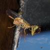 Mantispa styriaca
